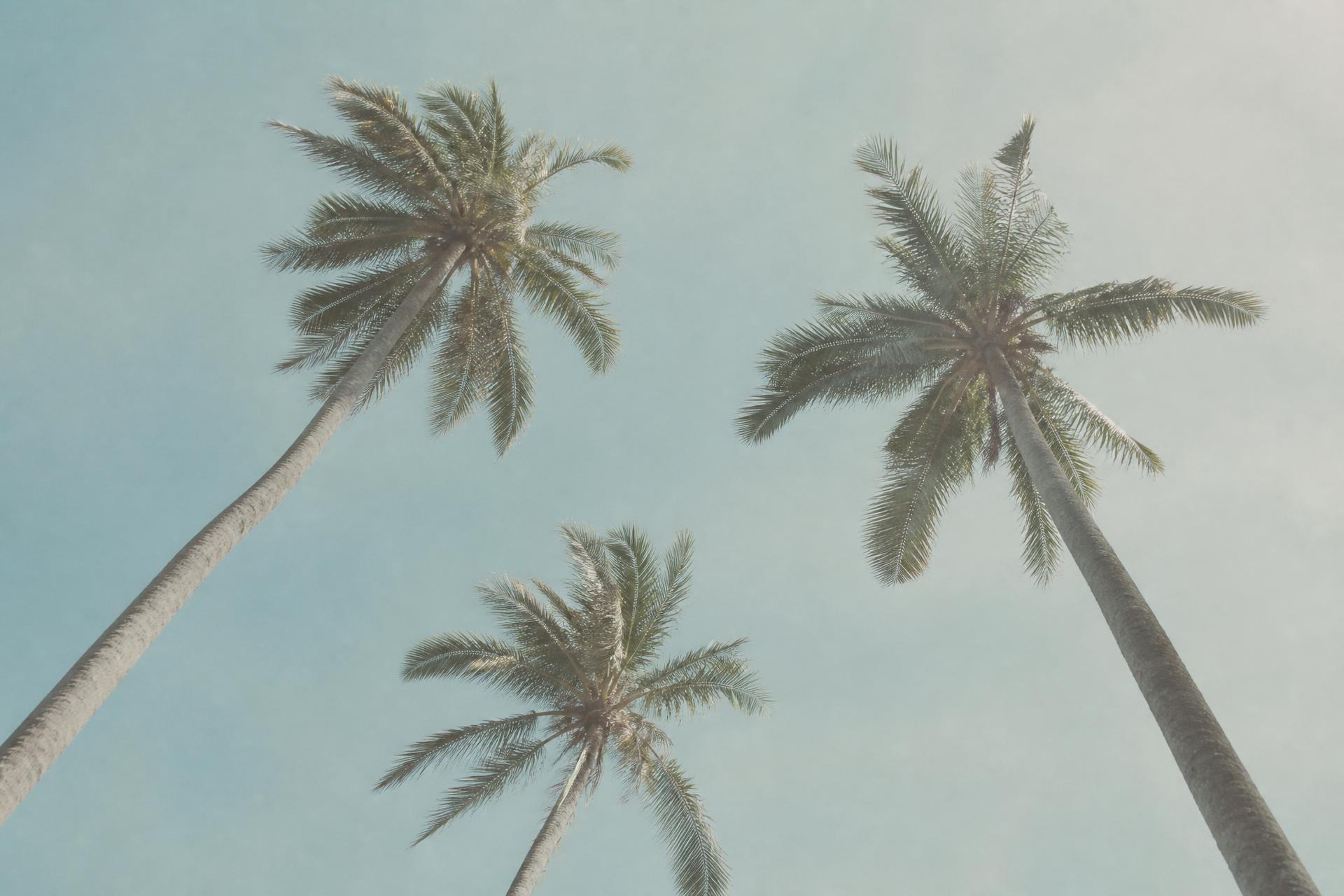 Palm trees against a pale open sky